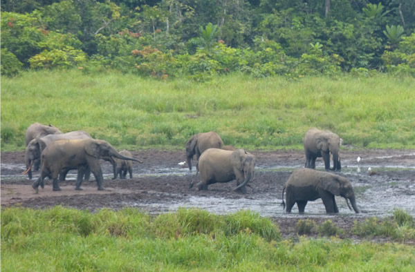 Elephants still play a pre-Ice-Age role of carrying nutrients around the landsca