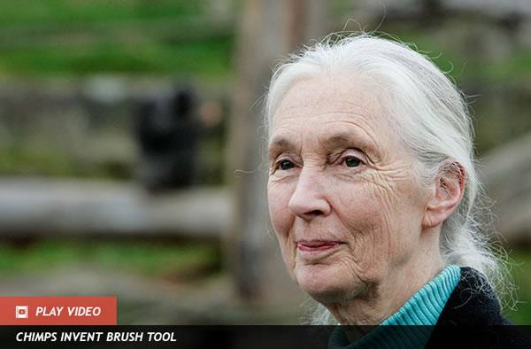 Jane Goodall Supports Rebel Bear Researcher