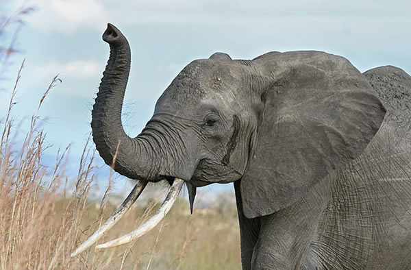 Elephants Get Unlikely Help -- But Is It Enough?