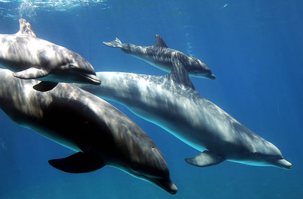 Dolphin Update: What Do We Know?