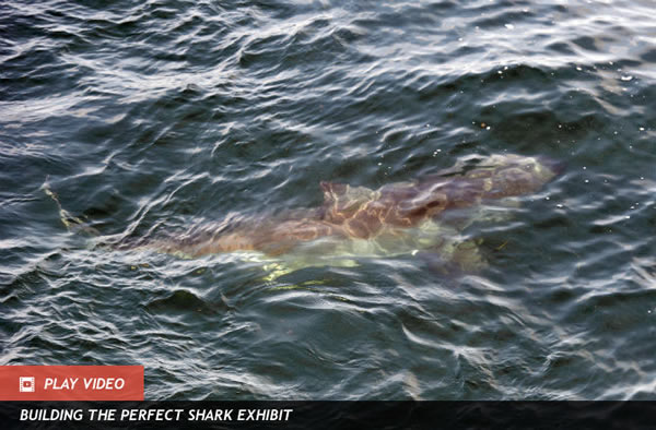 Great White Shark Tracking Follows the Fish