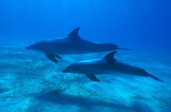Bottlenose dolphins frolic underwater.