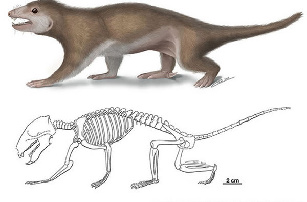 The newly discovered fossil is one of the best-preserved early mammal ancestors