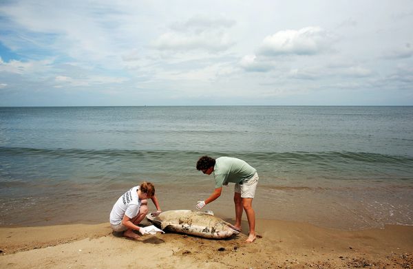 Trained responders examine a dead male dolphin on Ocean View Beach in Norfolk, V