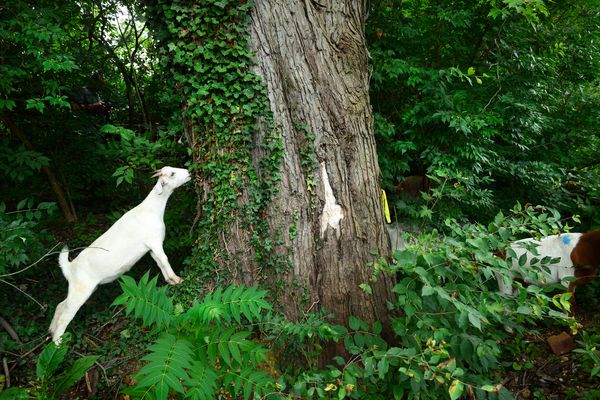 A goat mows down weeds and grasses on the exterior perimeter of Congressional Ce