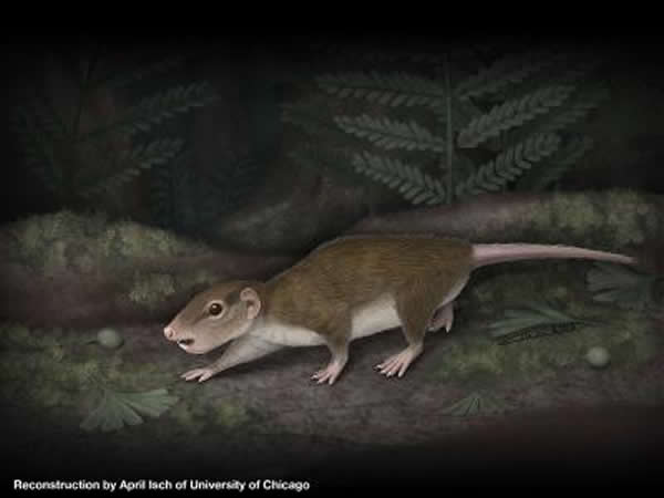 和大多数的早期夜行性哺乳动物一样，Rugosodon eurasiaticus在夜间活动。