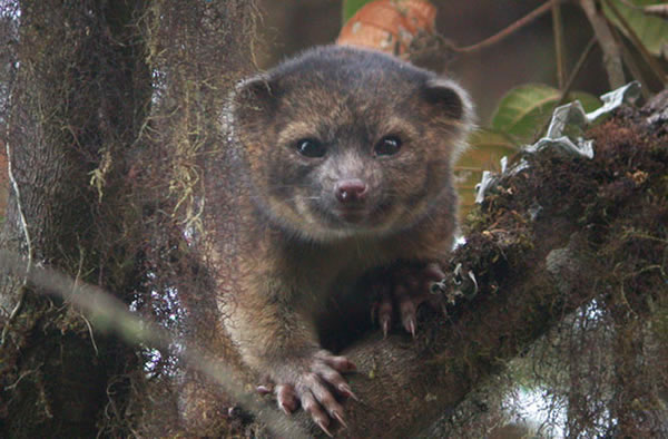 The olinguito (Bassaricyon neblina) is the first carnivore species discovered in