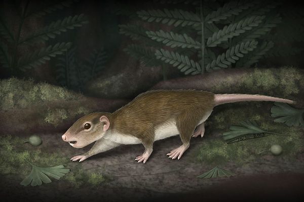 An illustration of Rugosodon eurasiaticus padding along a lake shore at night.