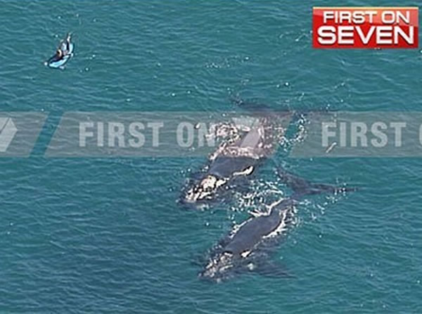 澳洲悉尼海滩鲸鱼和海豚露出水面与冲浪者同行