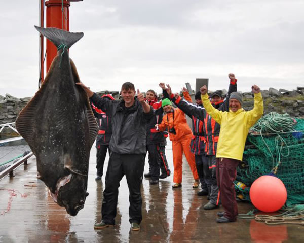 德国钓鱼者在挪威钓到一条重达233公斤的比目鱼