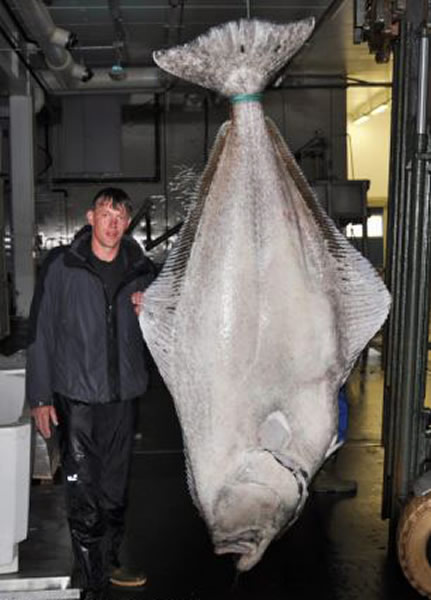 德国钓鱼者在挪威钓到一条重达233公斤的比目鱼