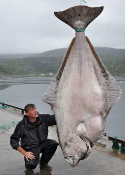 德国钓鱼者在挪威钓到一条重达233公斤的比目鱼