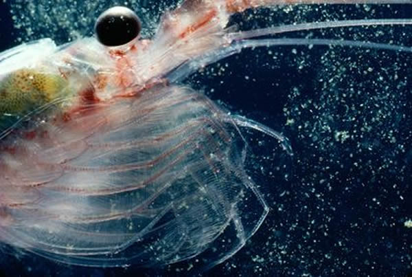A krill shrimp traps tiny plants with its thoracic legs off Antarctica.