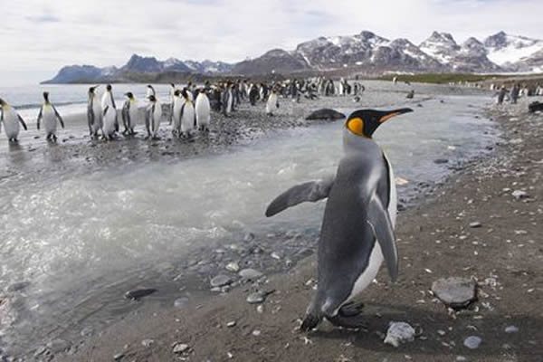 King penguins on the beach at Salisbury Plain, Antarctica.
