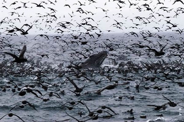 Humpback whales and shearwaters feast on abundant krill.