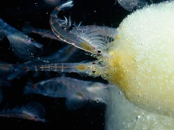 Shrimp krill scrape algae growing on the underside of Antarctic ice.