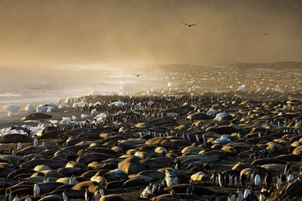 King penguins and elephant seals on the beach at St Andrews Bay.