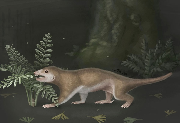 早期哺乳动物在分类上的复杂性