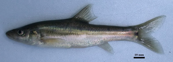 ���Ϻ��ˮϵ������������һ���֡������������