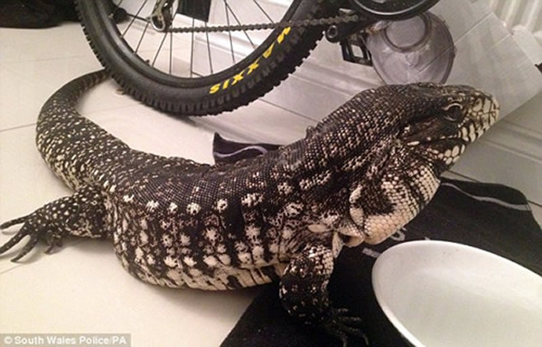 Ӣ��������ʿ1.5�׾��ͳ���������ҳ���