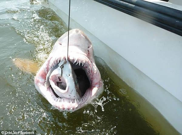 鲨鱼版黄雀在后:狗鲨捕食鲱鱼反遭虎鲨吞食