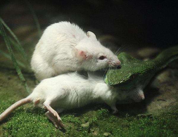 �㽭���ݶ���԰��ֻС��������ɥ��