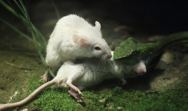 �㽭���ݶ���԰��ֻС��������ɥ��