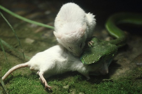 �㽭���ݶ���԰��ֻС��������ɥ��