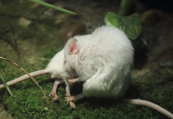 �㽭���ݶ���԰��ֻС��������ɥ��