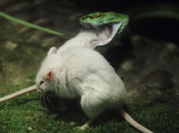 �㽭���ݶ���԰��ֻС��������ɥ��