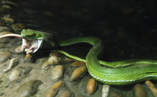 �㽭���ݶ���԰��ֻС��������ɥ��