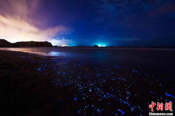 福建平潭坛南湾沙滩出现蓝眼泪奇观