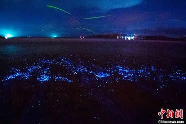 福建平潭坛南湾沙滩出现蓝眼泪奇观