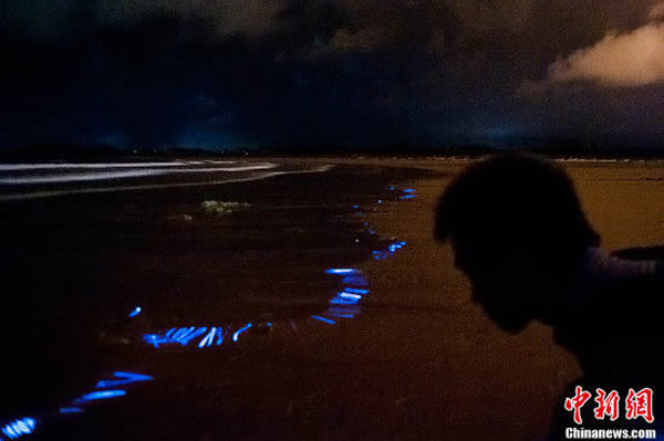 福建平潭坛南湾沙滩出现蓝眼泪奇观
