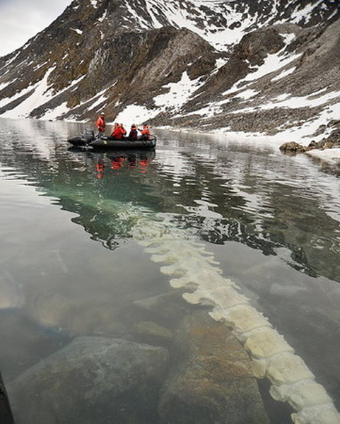 挪威斯瓦尔巴群岛长须鲸遭北极熊啃剩巨骨