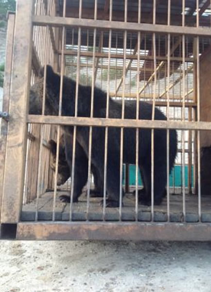 俄罗斯出动直升机解救被洪水围困棕熊