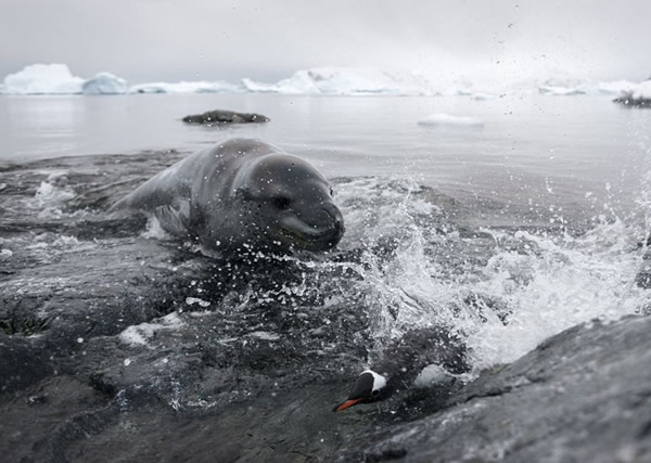 南极洲一只海豹追逐企鹅群