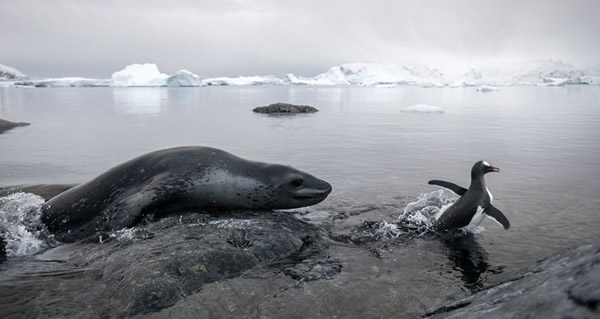 南极洲一只海豹追逐企鹅群