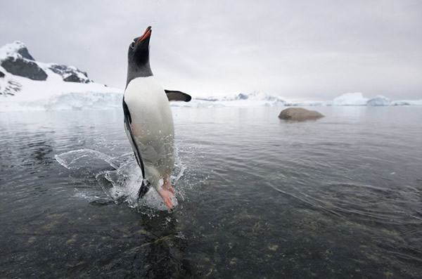 �ϼ���һֻ����׷�����Ⱥ