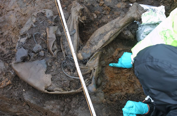 Cashel Man, discovered in central Ireland, is thought to have been a young king