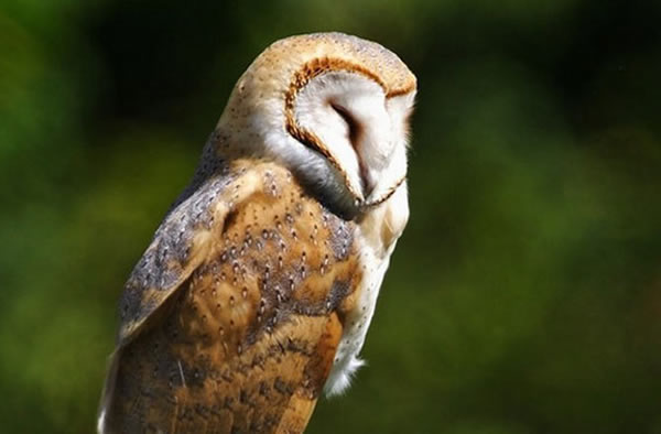 Barn owls sleep during the day. As owlets, their REM activity is similar to that