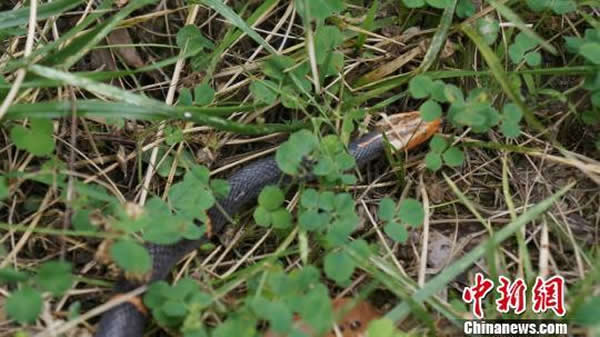 神农架自然保护区白头蝰蛇现身