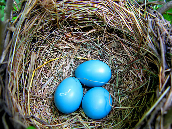 “蓝壳”鸡蛋的遗传学