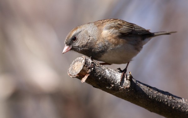 鸟类嗅出好伴侣