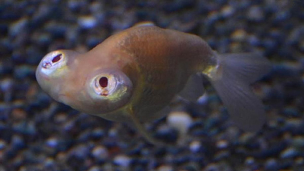 日本培育出名为“白化顶天眼”新金鱼品种