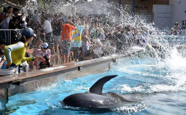 日本水族馆白鲸喷水为游客消暑