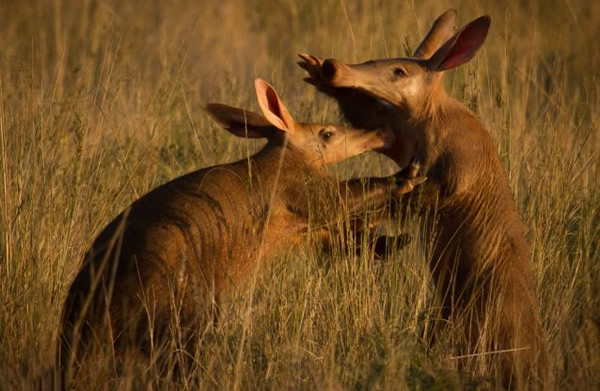 南非土豚视力差觅食无意撞同伴
