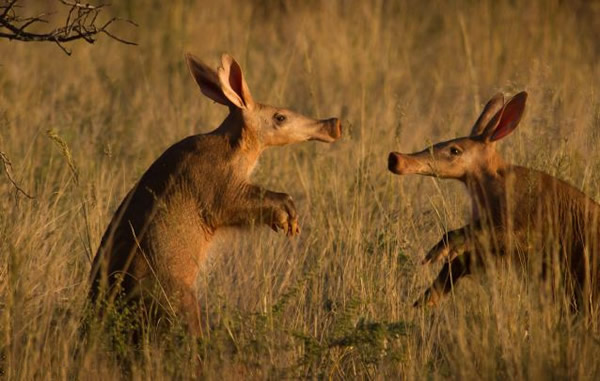 南非土豚视力差觅食无意撞同伴