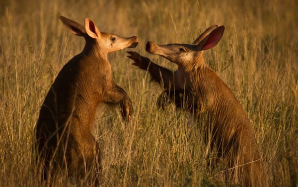 南非土豚视力差觅食无意撞同伴