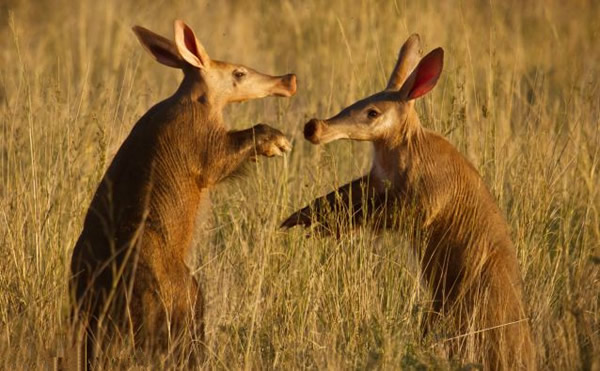 南非土豚视力差觅食无意撞同伴